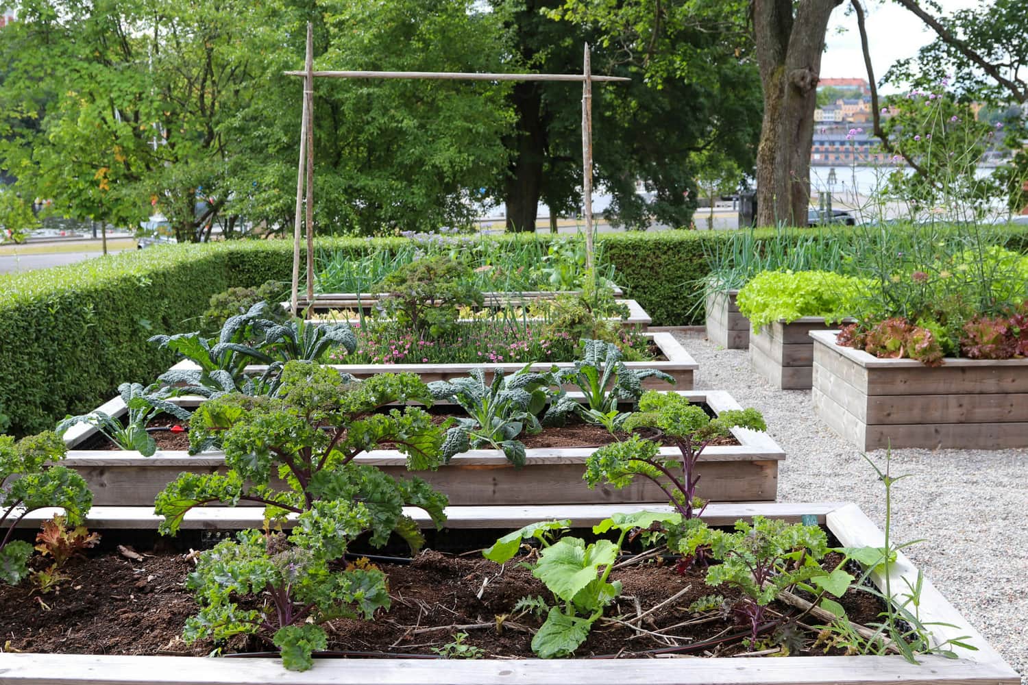 Sustainable solutions: community gardens tackling food insecurity in cities